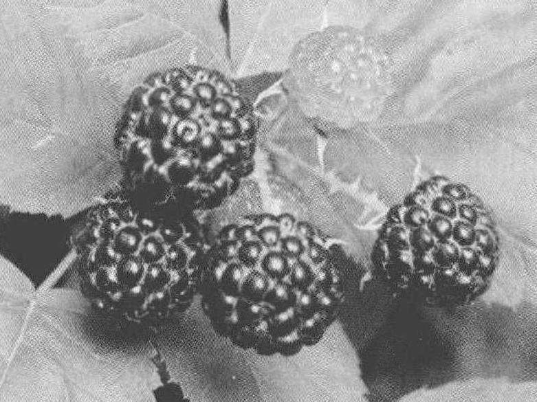 1.4 黑龙江尚志——中国树莓之乡的树莓产业